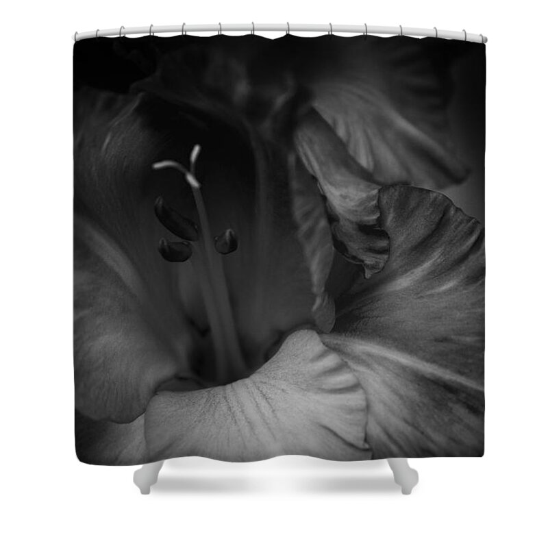 Flower Photography Shower Curtain featuring the photograph Gladiolus Morning by Ben Shields