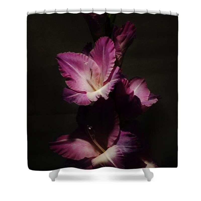 Flower Shower Curtain featuring the photograph Gladiolus Spotlight 1 by Paulina Roybal