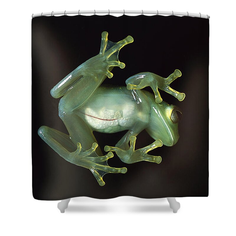 Feb0514 Shower Curtain featuring the photograph Glass Frog by Heidi & Hans-Juergen Koch
