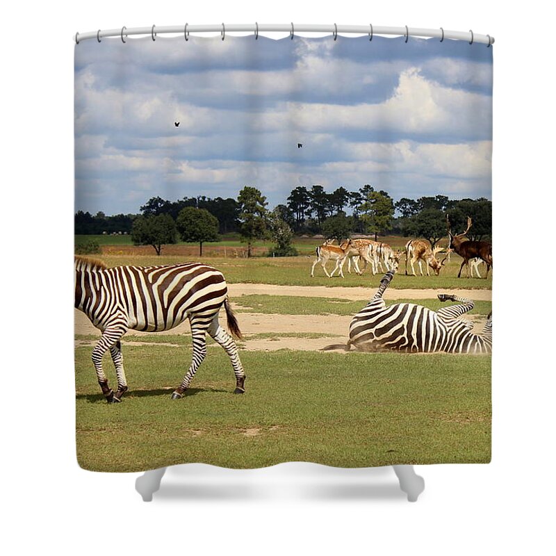 Zebra Shower Curtain featuring the photograph Global Wildlife - 6 by Beth Vincent