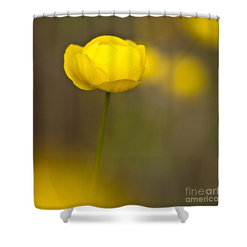 Ranunculaceae Shower Curtain featuring the photograph Globe Flower by Heiko Koehrer-Wagner