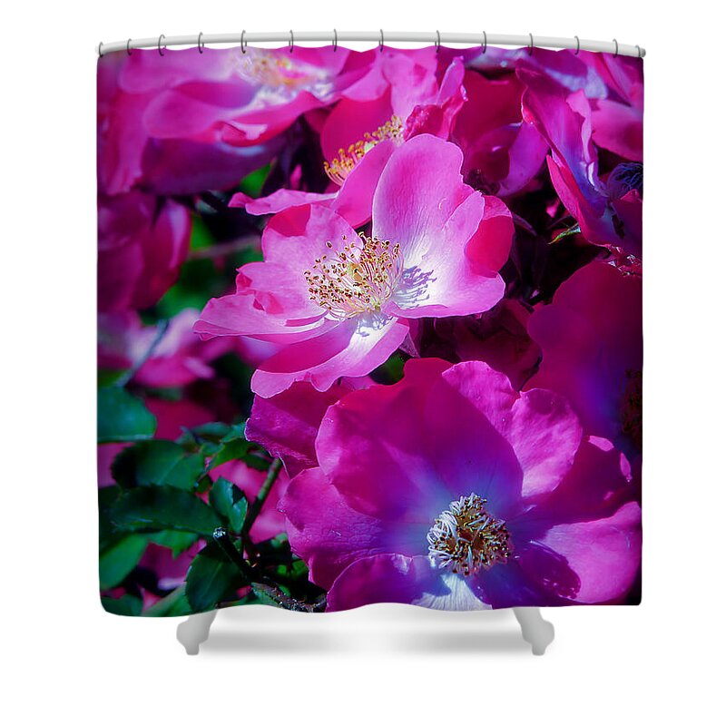 Roses Shower Curtain featuring the photograph Glorious Blooms by Lucinda Walter