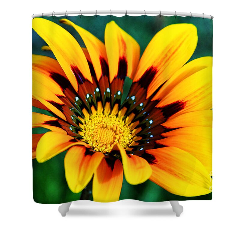 Daisy Shower Curtain featuring the photograph Glorious Day Yellow Flower By Diana Sainz by Diana Raquel Sainz