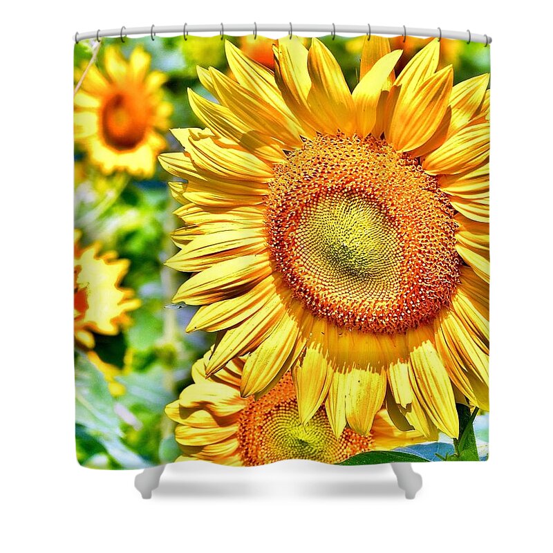 Flower Shower Curtain featuring the photograph Glorious Sunflowers by Kim Bemis