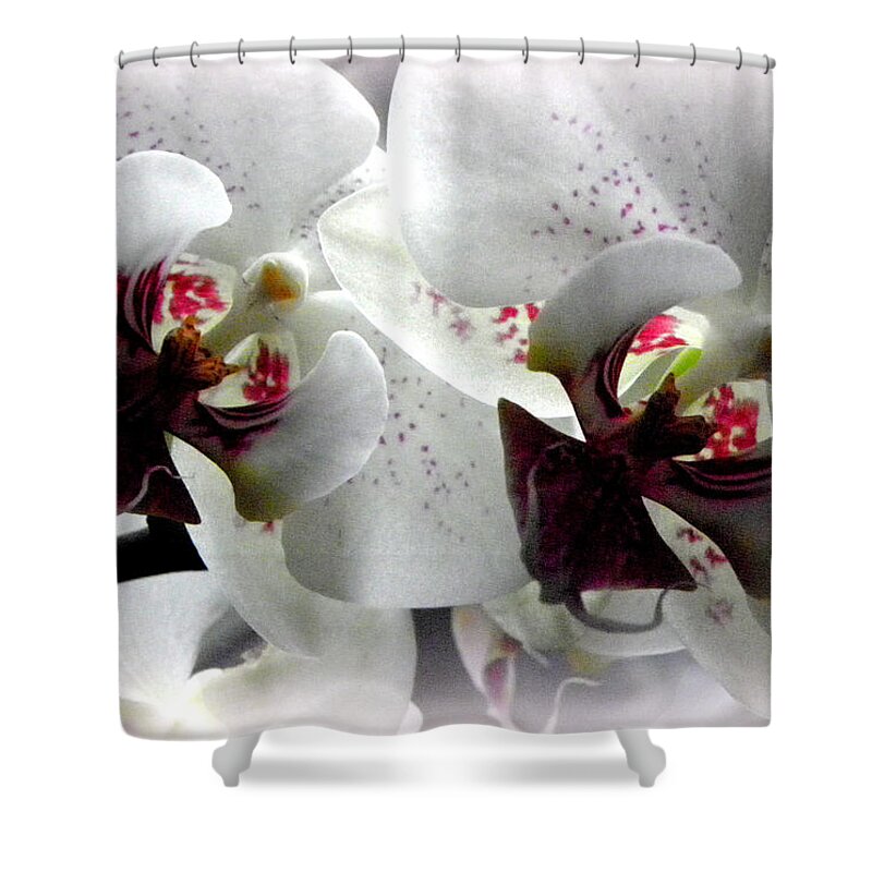 White Orchid Shower Curtain featuring the photograph Glowing White Orchids by Kim Galluzzo