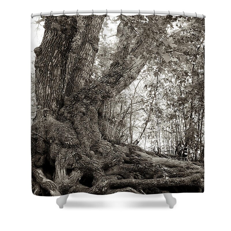 Tree Shower Curtain featuring the photograph Gnarled Tree by Mary Lee Dereske