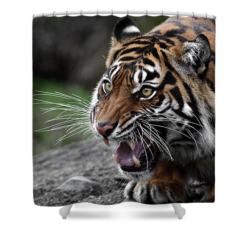 Go Ahead And Pet Me Shower Curtain featuring the photograph Go Ahead and Pet Me by Wes and Dotty Weber