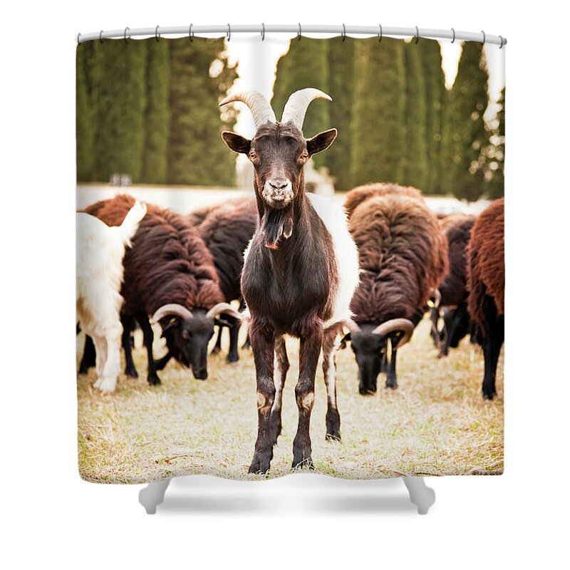 Environmental Conservation Shower Curtain featuring the photograph Goat by Mauro grigollo