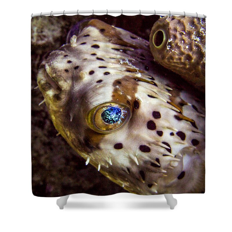 Puffer Shower Curtain featuring the photograph Goggly Eye by Jean Noren