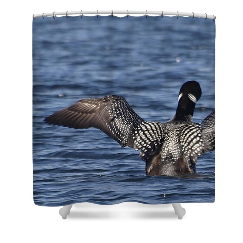 Loon Shower Curtain featuring the photograph Goin' Looney by Vivian Martin