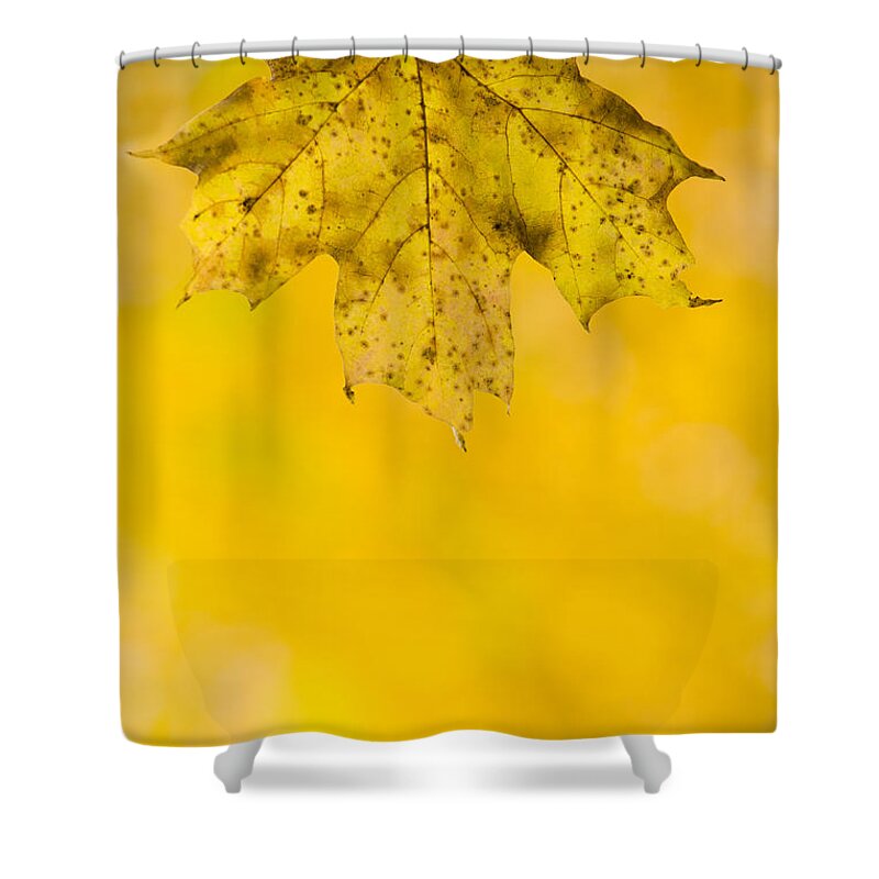 Fall Shower Curtain featuring the photograph Golden Autumn by Sebastian Musial