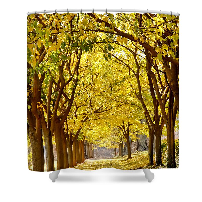 Beauty Shower Curtain featuring the photograph Golden Canopy by KG Thienemann