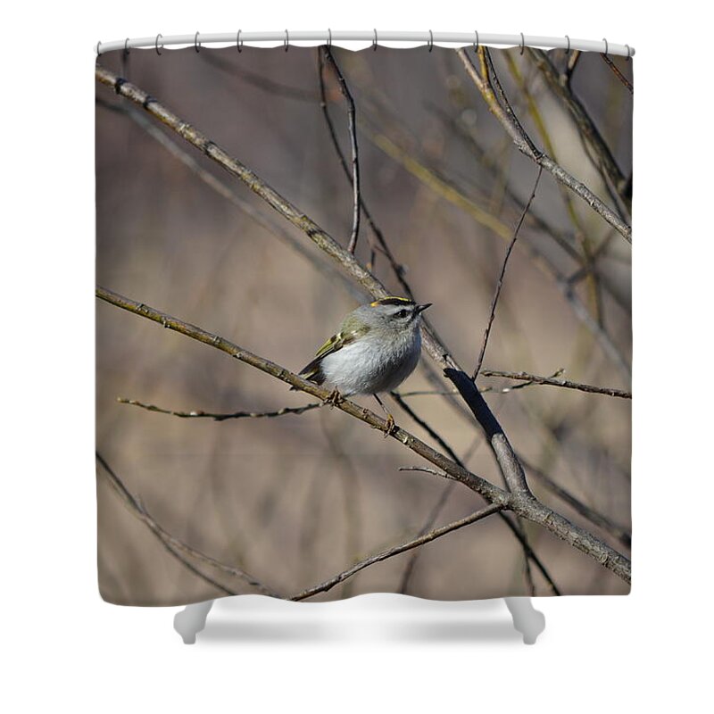 Wildlife Shower Curtain featuring the photograph Golden-crowned Kinglet by James Petersen