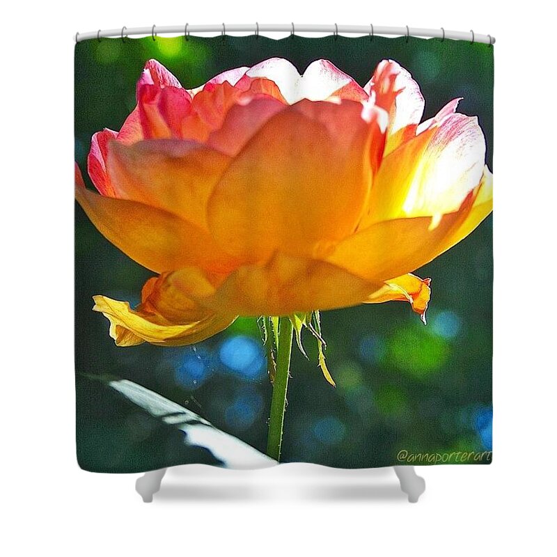Golden Shower Curtain featuring the photograph Golden Delights in annasgardens by Anna Porter