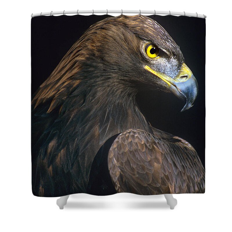 Dave Welling Shower Curtain featuring the photograph Golden Eagle Aquila Chrysaetos Captive Colorado by Dave Welling