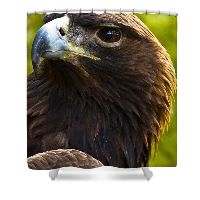 Golden Eagle Shower Curtain featuring the photograph Golden Eagle by Robert L Jackson