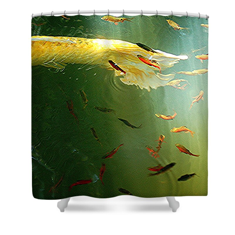 Golden Fluted Koi Tail And Ruby Barbs Shower Curtain by Amazing