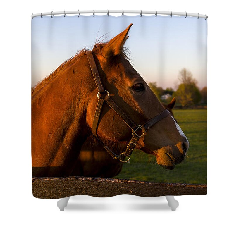 Animal Shower Curtain featuring the photograph Golden Light by Jack R Perry