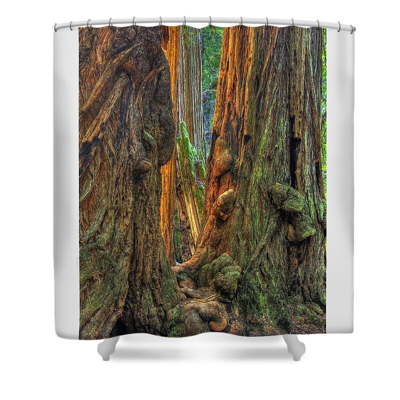 California Shower Curtain featuring the photograph Golden Light Reaches the Grove Floor Muir Woods National Monument Late Winter Early Afternoon by Michael Mazaika