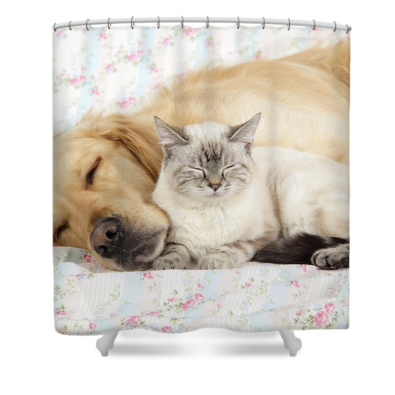 Dog Shower Curtain featuring the photograph Golden Retriever And Cat by John Daniels