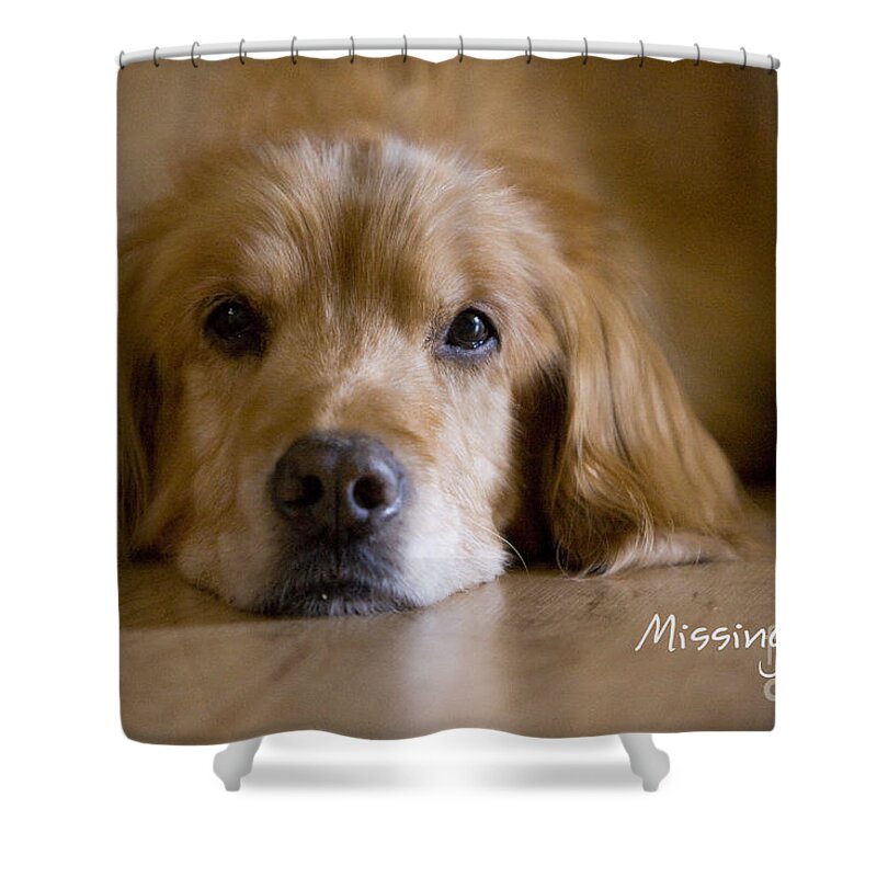 Golden Retriever Shower Curtain featuring the photograph Golden Retriever Missing You by James BO Insogna