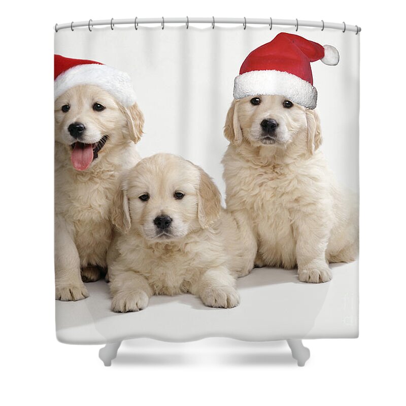 Golden Retriever Shower Curtain featuring the photograph Golden Retriever Puppies With Christmas by John Daniels