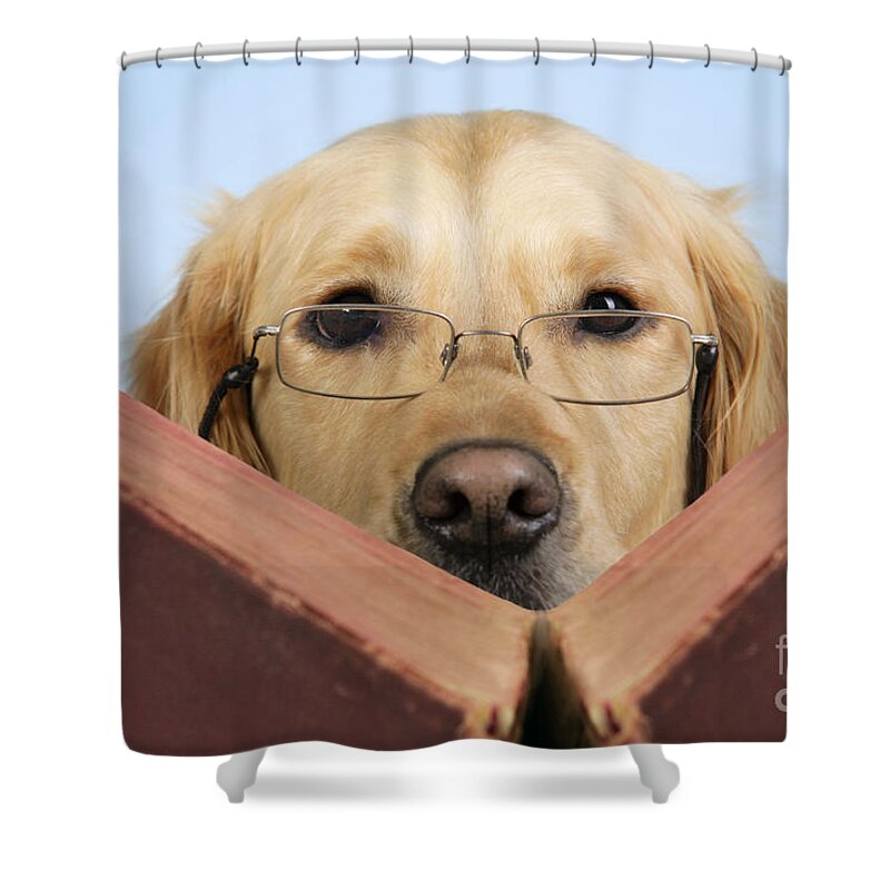 Dog Shower Curtain featuring the photograph Golden Retriever Reading Book by John Daniels