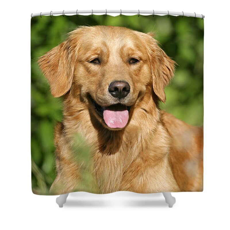 Dog Shower Curtain featuring the photograph Golden Retriever by Rolf Kopfle