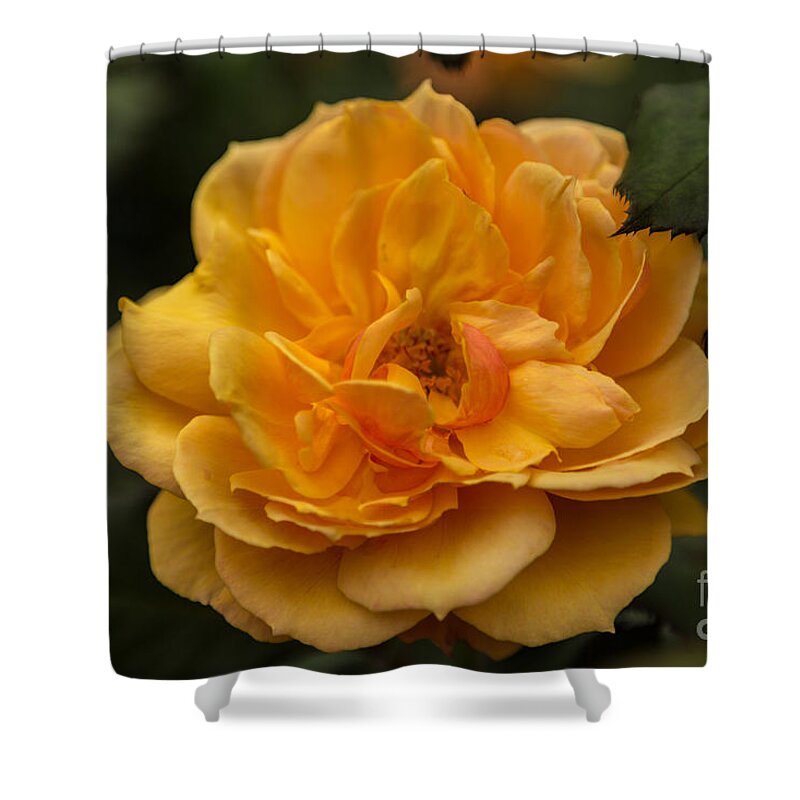 Flowers Shower Curtain featuring the photograph Golden Rose by Beverly Tabet