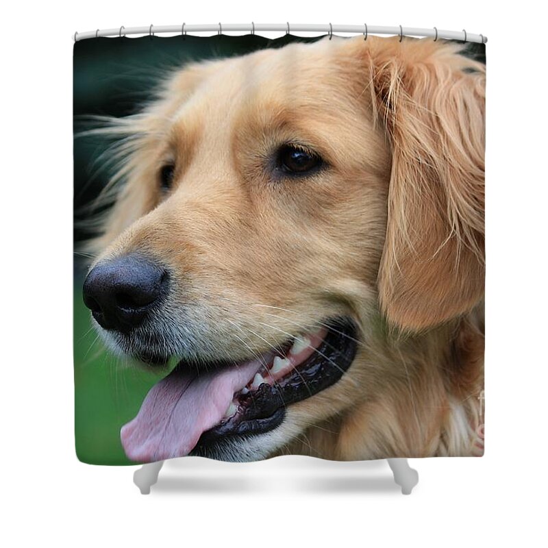 Dog Shower Curtain featuring the photograph Golden Smile by Veronica Batterson