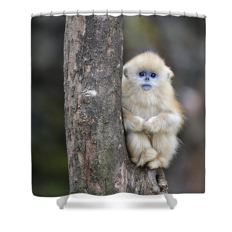 Feb0514 Shower Curtain featuring the photograph Golden Snub-nosed Monkey Young China by Thomas Marent