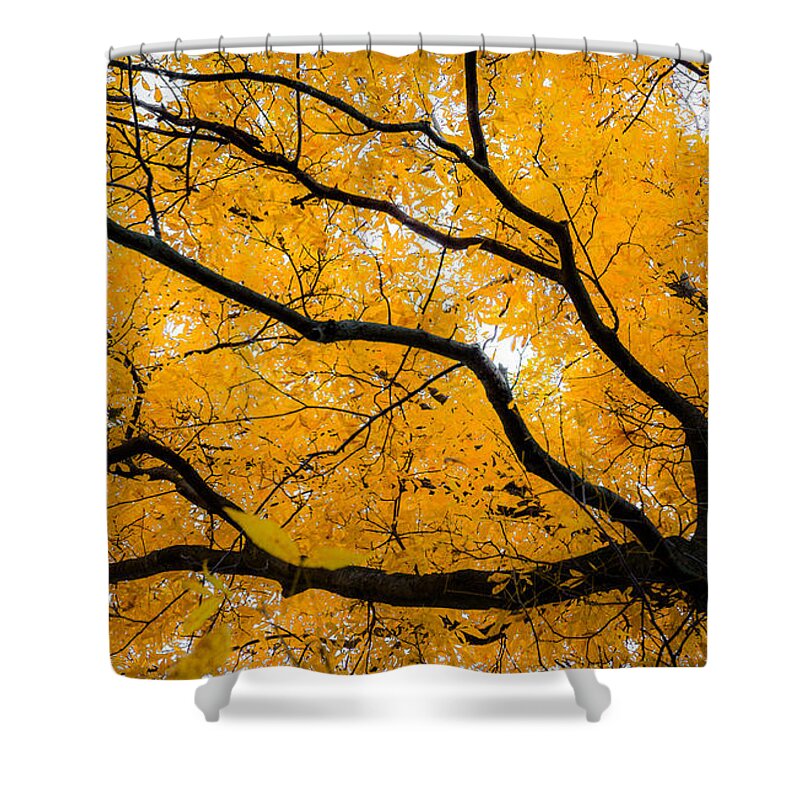 Golden Shower Curtain featuring the photograph Golden Tree by Michael Arend
