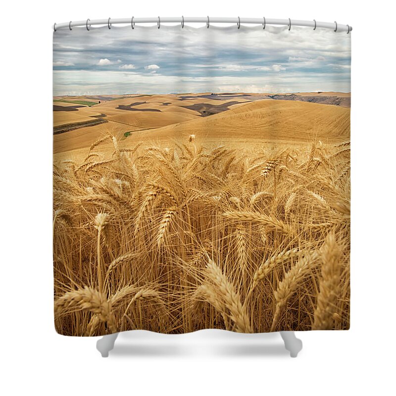 Field Shower Curtain featuring the photograph Golden Wheat Fields On Rolling Hills by Marg Wood