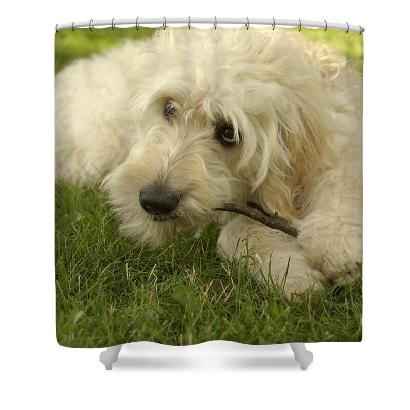 Dog Shower Curtain featuring the photograph Goldendoodle Pup with Stick by Anna Lisa Yoder