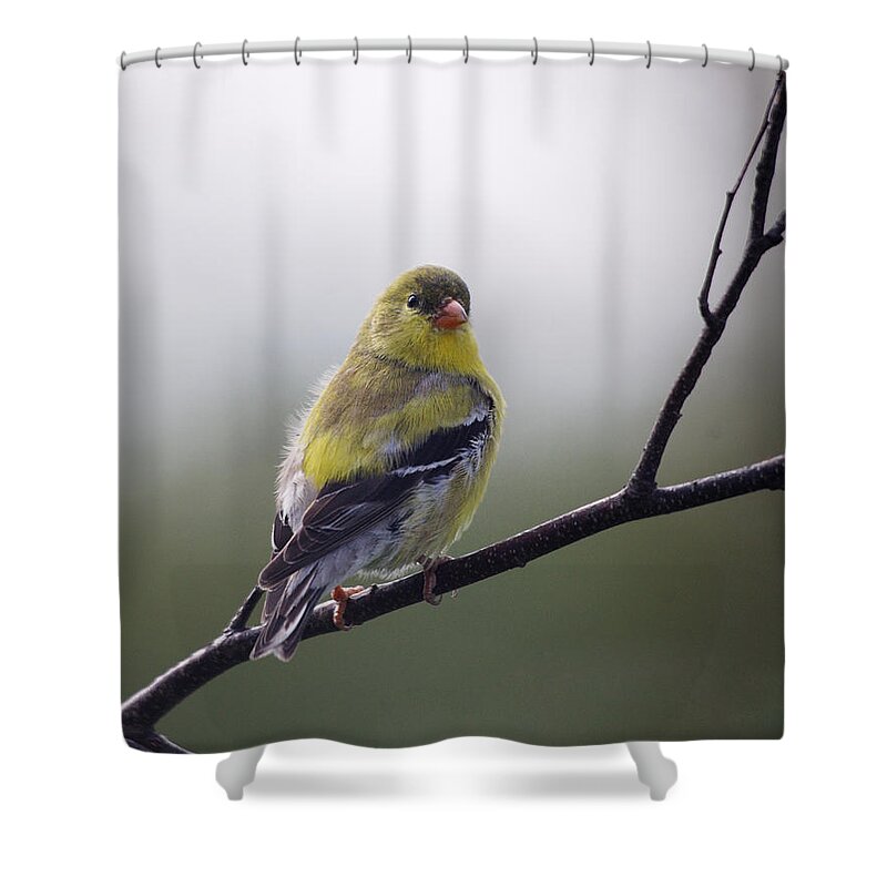Goldfinch Shower Curtain featuring the photograph Goldfinch molting to breeding colors by Sue Capuano