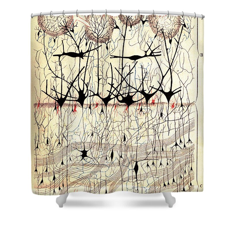 Medical Medical Imaging Photos Shower Curtains