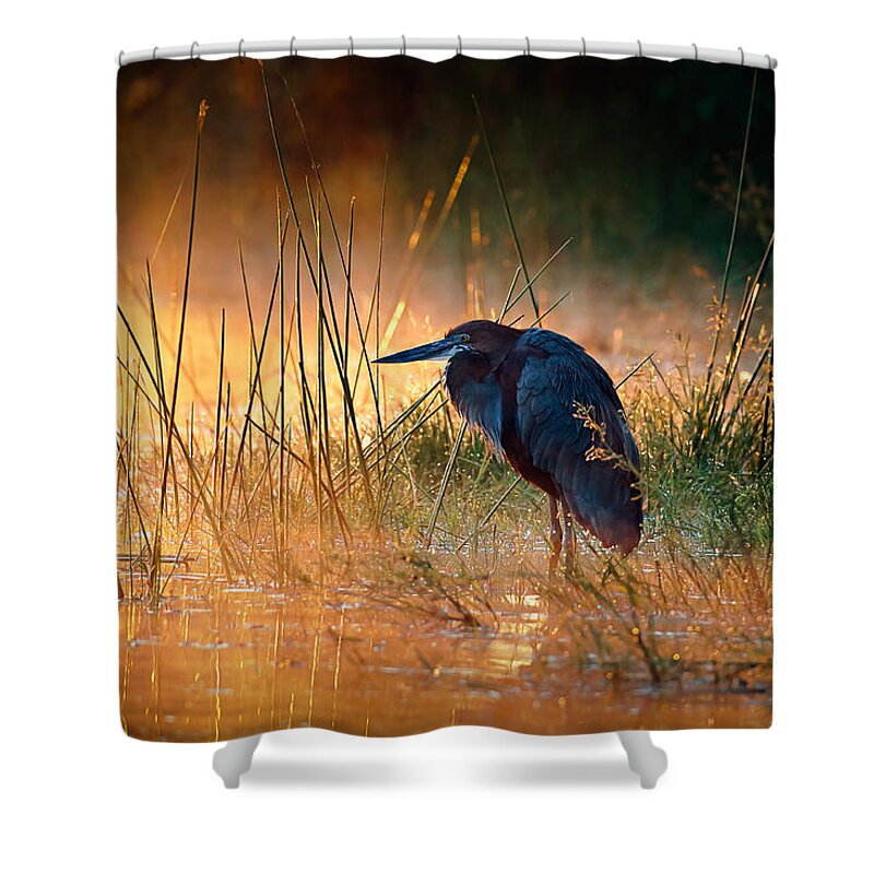 Heron Shower Curtain featuring the photograph Goliath heron with sunrise over misty river by Johan Swanepoel