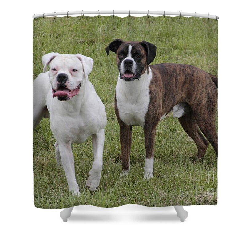 Dogs Shower Curtain featuring the photograph Boxer Dogs Friends by Valerie Collins