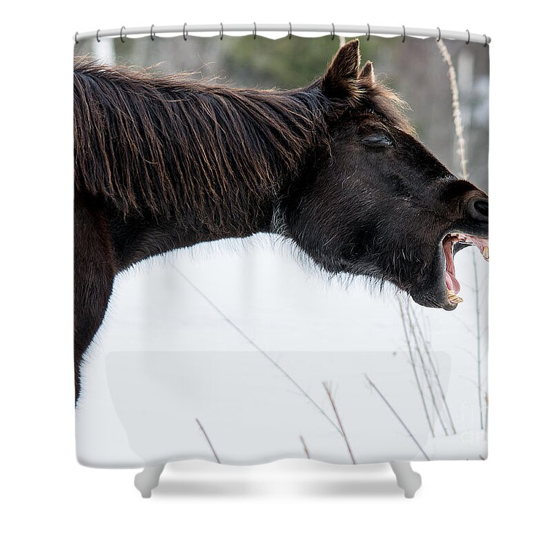 Mouth Shower Curtain featuring the photograph Good Laugh by Cheryl Baxter