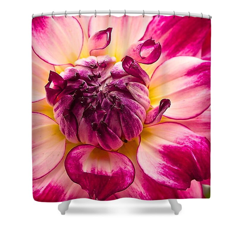 Dahlia Shower Curtain featuring the photograph Good Morning by Cheryl Cutler