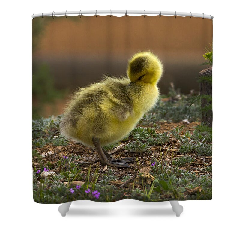 Goose Shower Curtain featuring the photograph Good morning by Jeff Shumaker