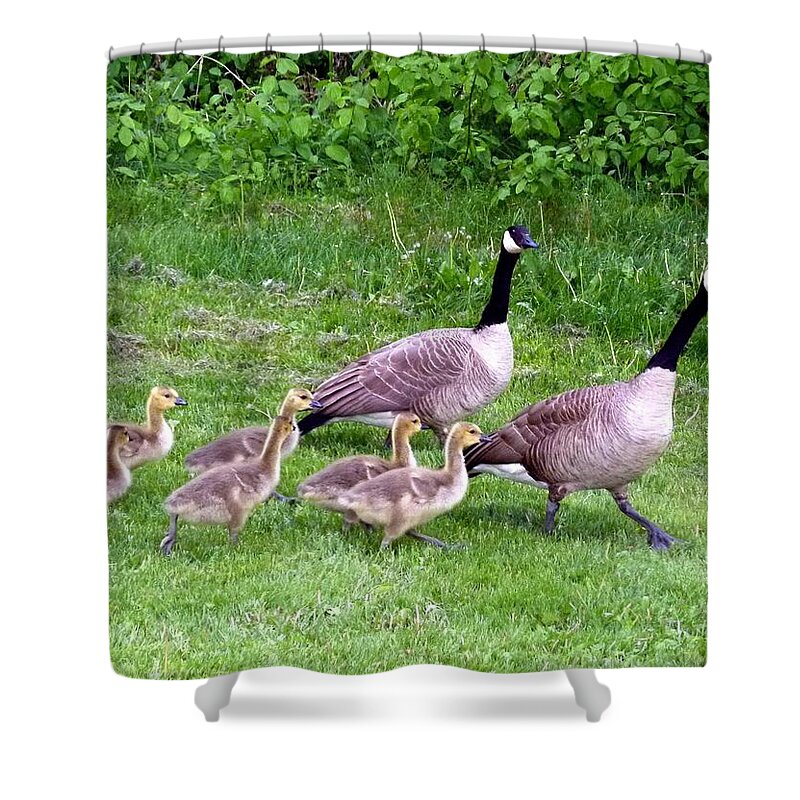 Canada Geese Shower Curtain featuring the photograph Goose Step by Will Borden