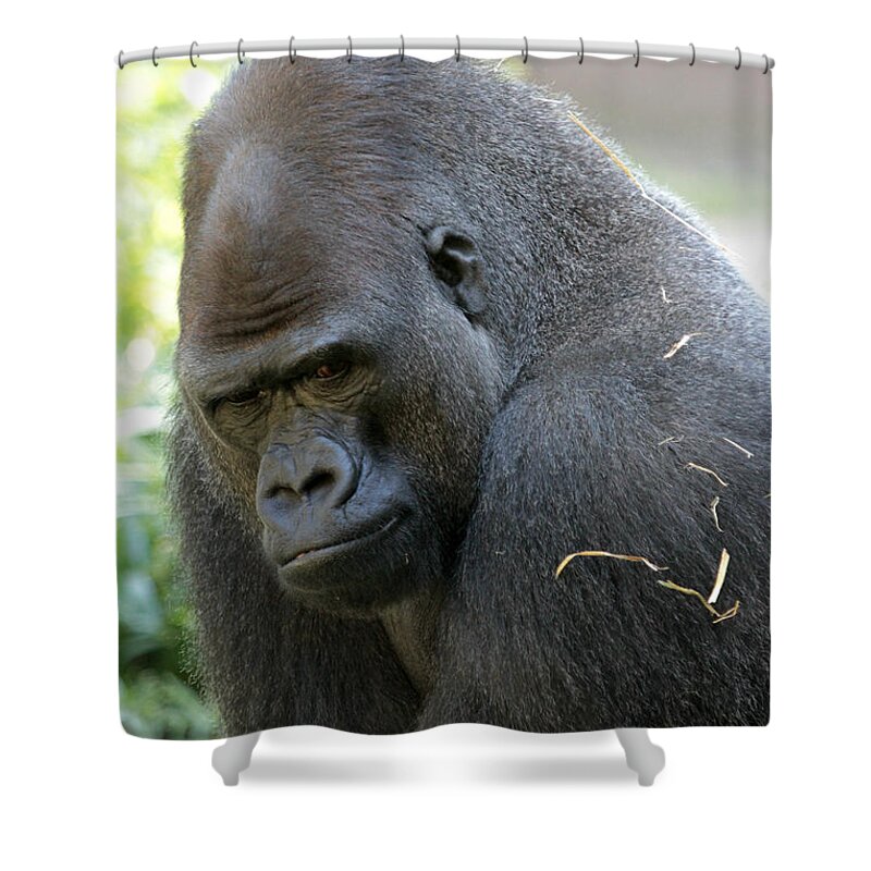 Gorilla Shower Curtain featuring the photograph Gorilla by Dwight Cook
