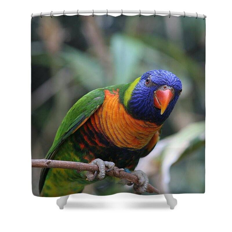 Lorie Shower Curtain featuring the photograph Curious Lorikeet by Valerie Collins