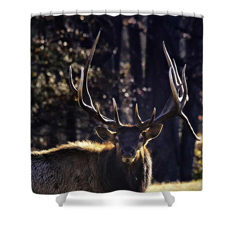 Bull Elk Shower Curtain featuring the photograph Got Antlers? by Michael Dougherty
