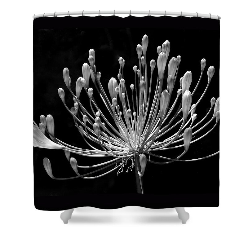 Agapanthus Shower Curtain featuring the photograph Grace by Rona Black