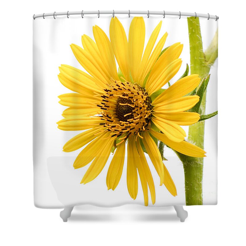 Compass Plant Shower Curtain featuring the photograph Graceful Beauty II by Anita Oakley
