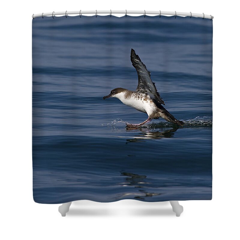 Festblues Shower Curtain featuring the photograph Graceful Touchdown... by Nina Stavlund