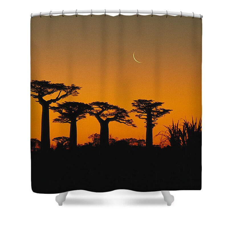 Feb0514 Shower Curtain featuring the photograph Grandidiers Baobab Trees And Moon by Konrad Wothe