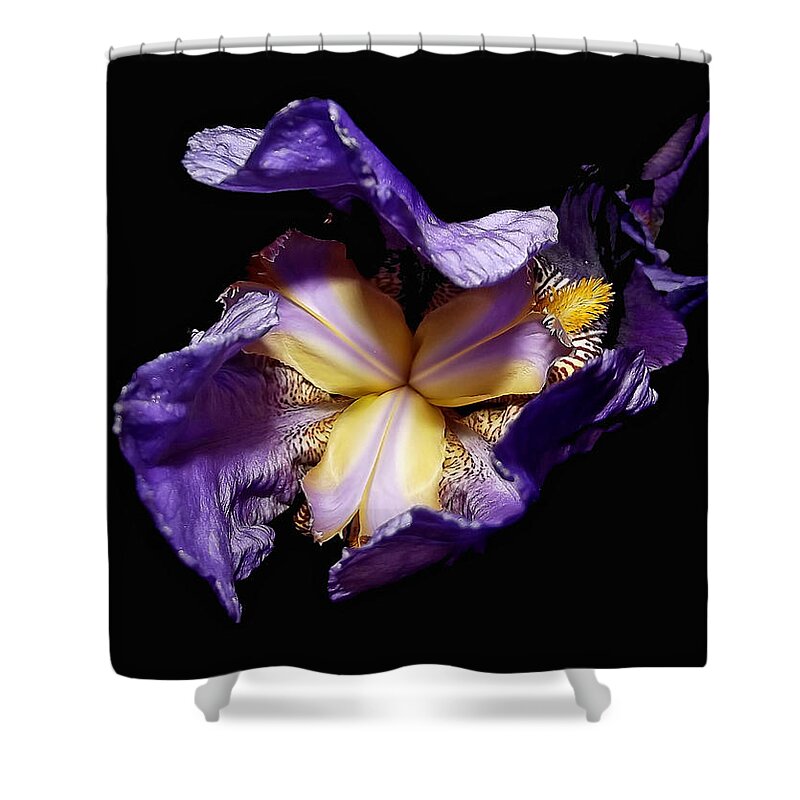 Flowers Shower Curtain featuring the photograph Grandma's Iris's by Harold Zimmer